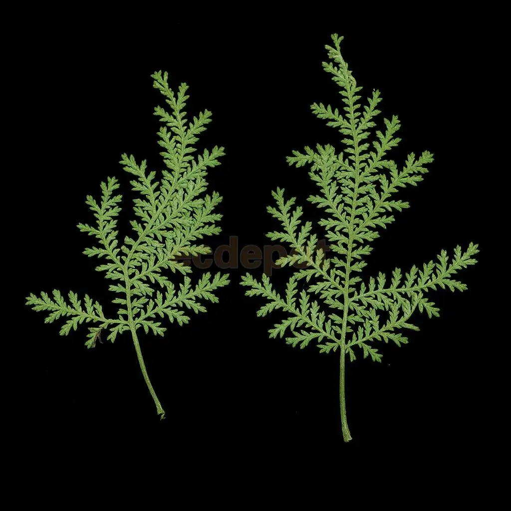 12 PCS Natural Pressed Real Dried Flower Wormwood Leaf for Soap Candle Making Decoration Resin Casting DIY Ornament scrapbooking