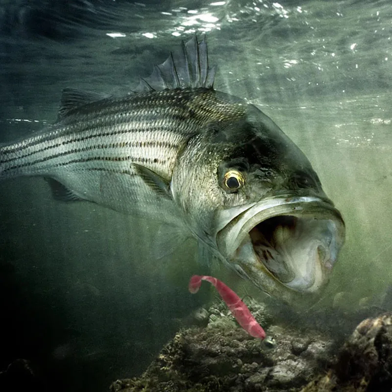 6 قطعة/الوحدة المتذبذب الصيد السحر 7 سنتيمتر/9 سنتيمتر سهلة نظافة Swimbait سيليكون لينة الطعم مزدوجة اللون الكارب الاصطناعي لينة الطعم