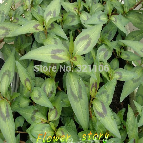 500 Vietnamese mint seeds, herb seed, lemon flavored seeds, kitchen