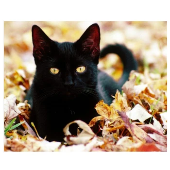 

full square/round drill 5D diamond painting black cat 3d cross stitch kit mosaic rhinestone animals picture decorations