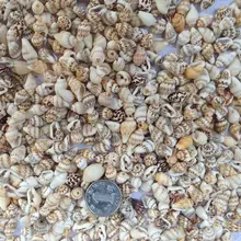 250pcs/lot Natural  Mini Sea Shell small conch for DIY home decoration Aquarium Supplies shells