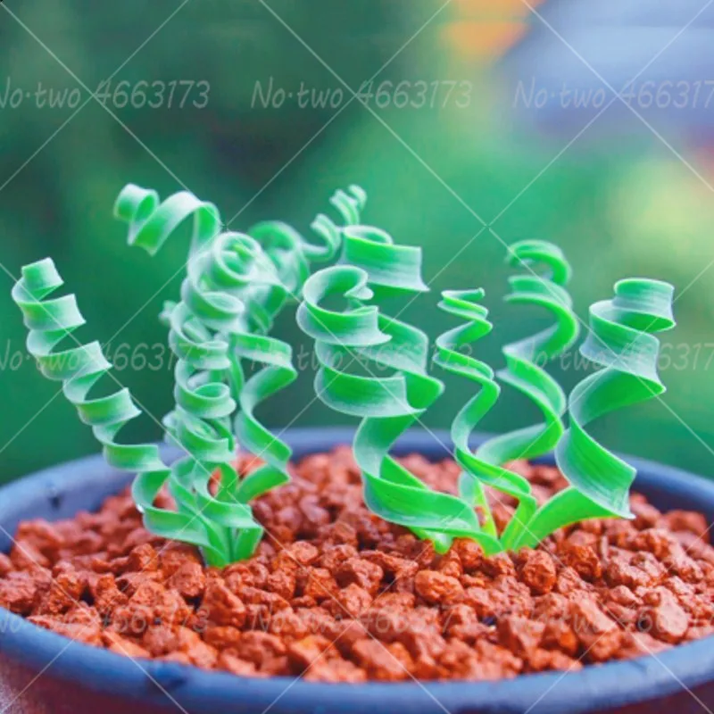 

200pcs Spring Grass Bonsai Succulent Helix Bonai Plants Albuca Namaquensis Bake Indoor Pot Plant For Home Garden Flower Plantas