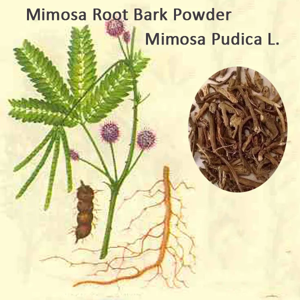 100 Mimosa Pudica l. pura Mimosa root corteza polvo en de en Alibaba Group