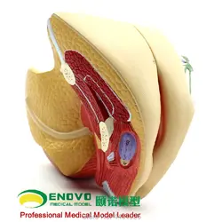 ENOVO медицинские человеческие женской репродуктивной системы, модели матки модели акушерства и гинекологии Анатомия планирования семьи