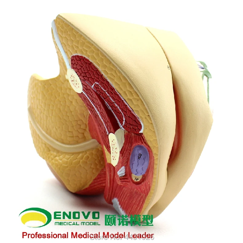 ENOVO Medical human female reproductive system model uterus model obstetrics and gynecology anatomy family planning ENOVO Medical human female reproductive system model uterus model obstetrics and gynecology anatomy family planning