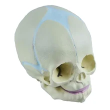1:1 человеческого плода для малышей медицинский анатомический черепа модель для Книги по искусству Эскиз Высокое моделирование медицинская модель обучения медицинской науки