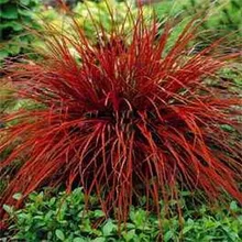 5 ШТ. Uncinia Rubra (Uncinia Rubra Firedance) гном, радостное событие мокрая, красный бронзовые лезвия
