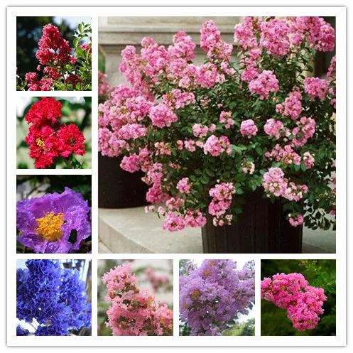 

100pcs 2018 Best Fresh Novel Bonsai Flowers plant Chinese Crape Myrtle Perennial Bonsais Tree Plants for mini Garden 85