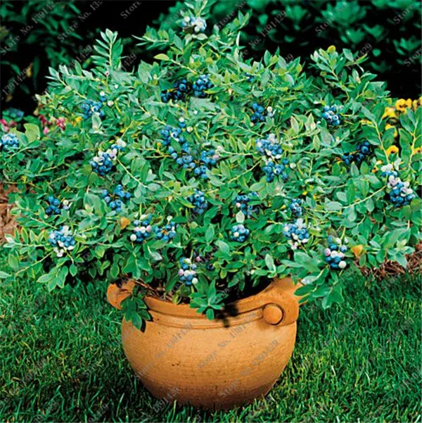 Brussel's bonsai nursery coupon code