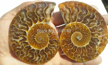 

115g 1 pairs of Split Ammonite Fossil Specimen Shell Healing Madagascar E423