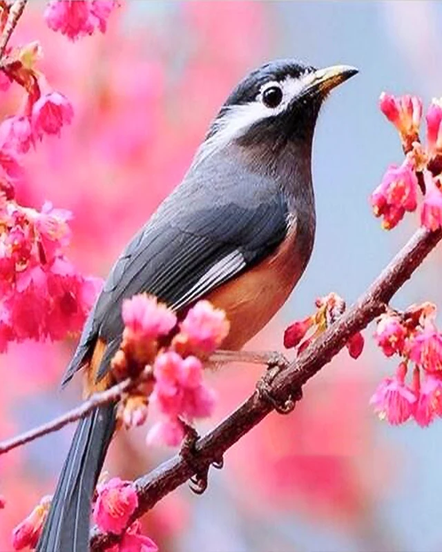 

5D Diy Diamond Painting Cross Stitch Bird Animals Full Square Diamond Embroidery Sale Rinestones Painting Diamond Mosaic Decor