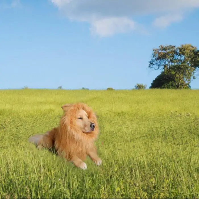 lion mane wig with tail costume adjustable lion hair dog clothes cozy fabric material lion mane wig for your pet is made out of fur and polyester blends perfectly lion