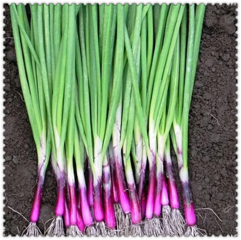 

100pcs/bag Onion bonsai, Apache (OP) Red BUNCHING Onion Plant in Spring, late Summer or Fall