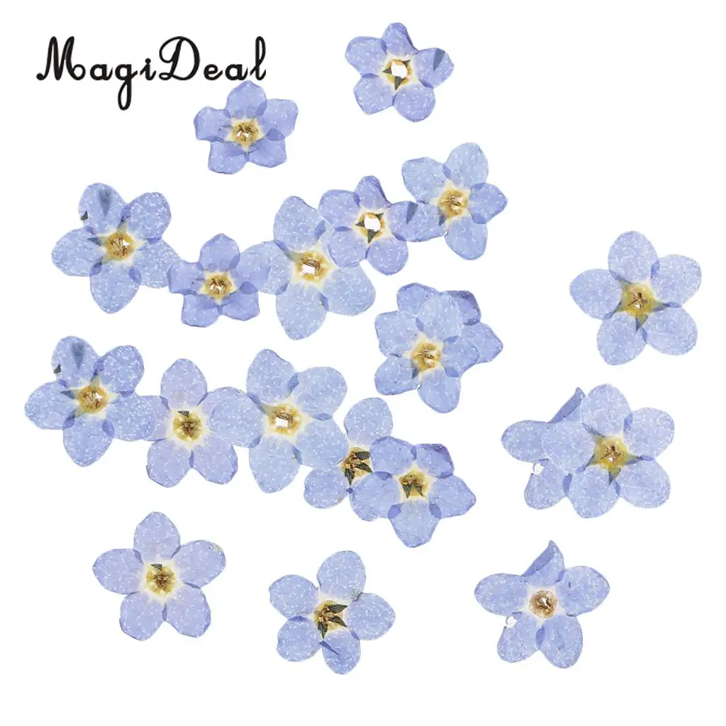 20pcs Natural Real Forget-me-not Flowers Pressed Dried Flowers Embellishments for Art Craft Jewelry Making