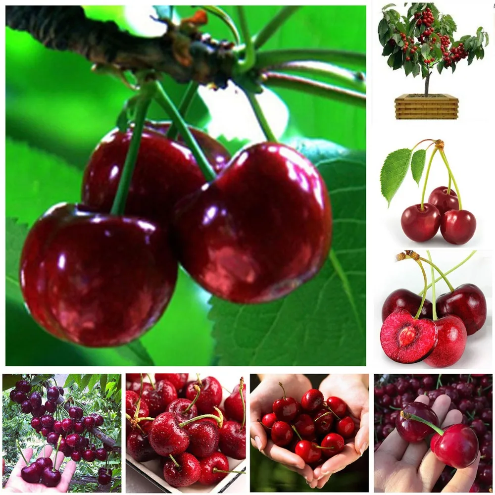 

Bonsai of cherry tree seedsplants garden decoration fruits plant for plantas