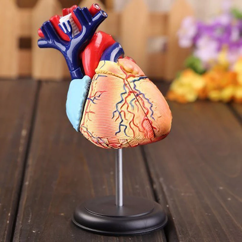 Hot New 31 Parts Colored Heart Assembled Human Anatomy Dimensional Model Humans Skeleton Anatomical Humano Anatomia | Канцтовары для