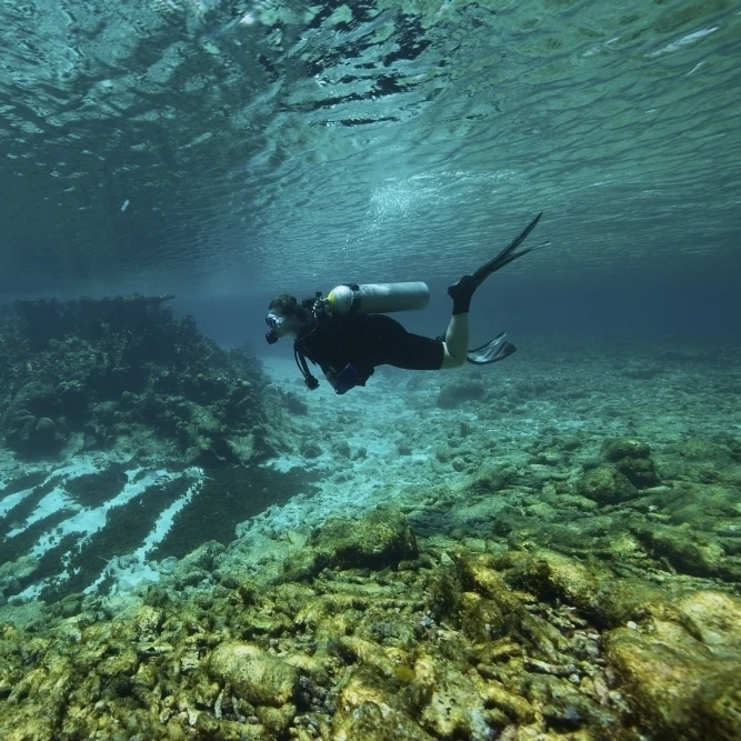 Diver swims through the shallow reef towards shore Poster Print (17 x 11)