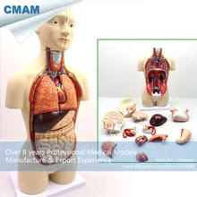 12014/мини 45 см человека, Би туловища с 16 частей орган, анатомия, обучение медицине анатомических моделей
