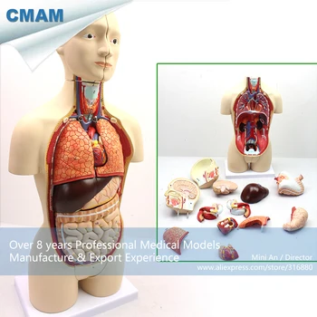 

12014 / Mini 45cm Human Bisexual Torso with 16 Parts Organ Anatomy, Medical Science Teaching Anatomical Models
