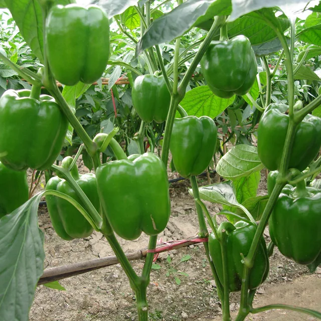 Buy 100 Pcs Green Bell Pepper Seeds Free Shipping