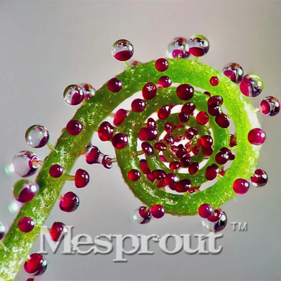 

100pcs/bag Drosophyllum Bonsai, RareDrosophyllum , Bonsai Organic Vegetable & Fruit Bonsai,potted Plant For Home &garden