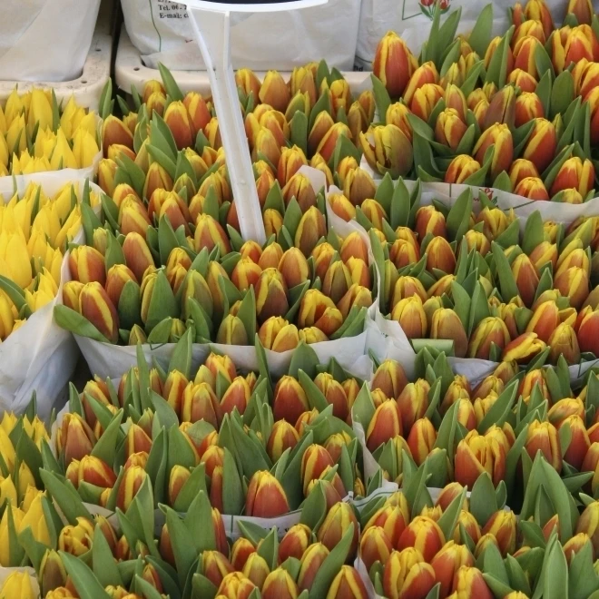 Tulips For Sale In Market  Close Up Poster Print (12 x 19)