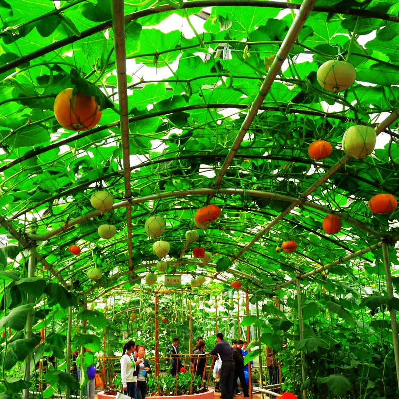 

Hot Sale 20 pcs Halloween Decorating Pumpkin Rare Vegetable Bonsai Plant For Home garden