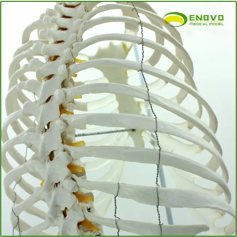 

1:1 Authentic Medical Human Spine Model Lumbar Pelvis Sternum Rib Model Thoracic Pleural Human Body Frame Model