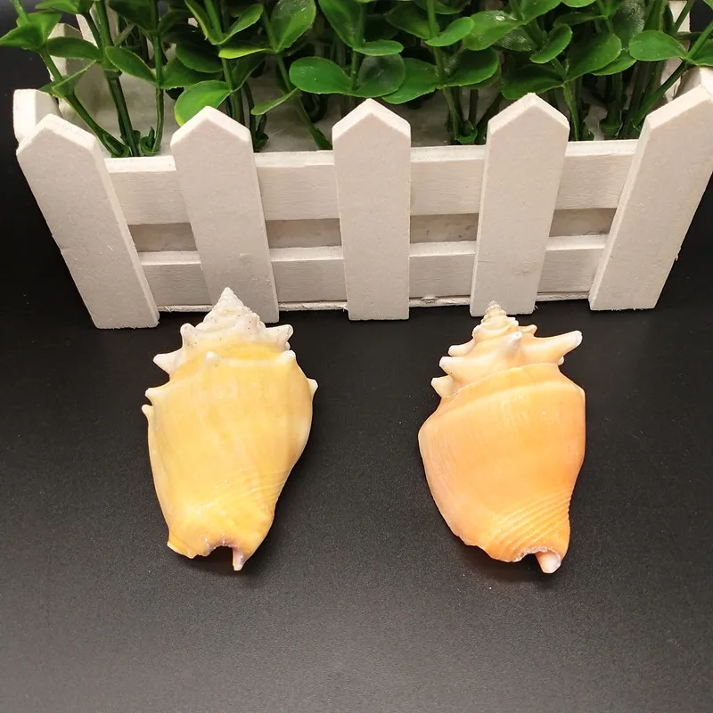 2pcs Natural shell conch small carmine snail family decoration fish tank | Дом и сад