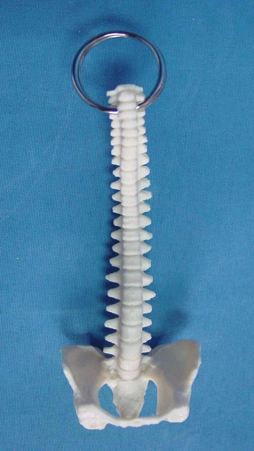 Мини Женская Анатомия человеческий позвоночник модель скелета горло анатомический череп для изучения анатомии скульптура голова модель тела мышечная кость художника