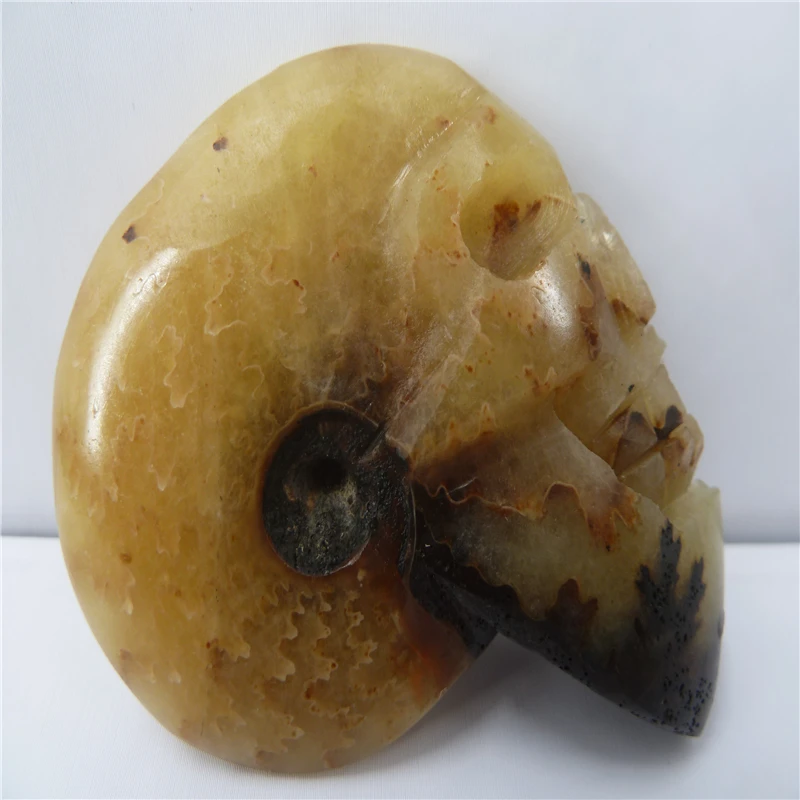 

NATURAL Conch fossil Crystal carved skull HEALING T456