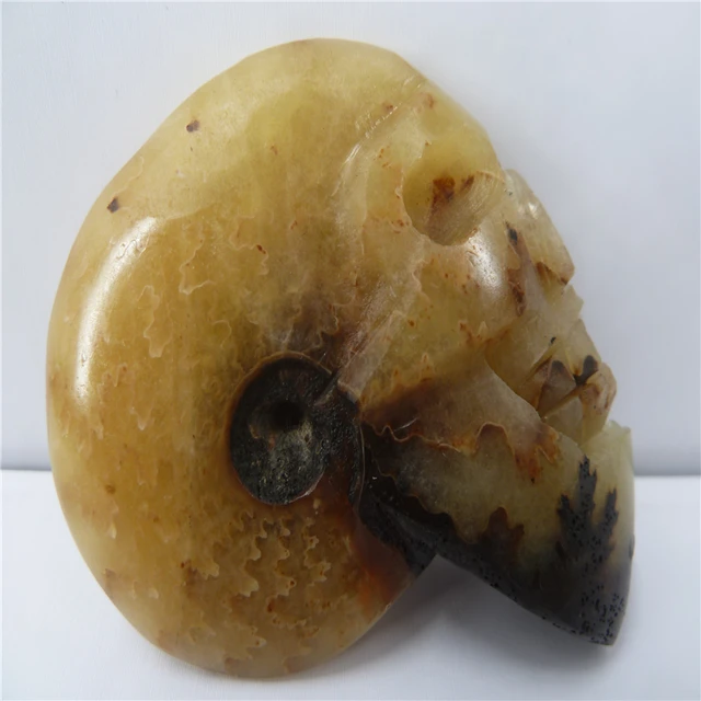 Best Offers  NATURAL Conch fossil Crystal carved skull HEALING  T456 Best Offers  NATURAL Conch fossil Crystal carved skull HEALING  T456