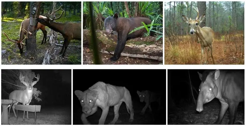 Infravermelha do E-mail da Câmera Gprs da Trilha da Caça Noturna para Armadilhas Animais da Foto Câmera Selvagem Gprs 16mp 1080 p Hc300m Visão Mms Gsm Hc350m 3 Câmera selvagem infravermelha do e-mail da câmera