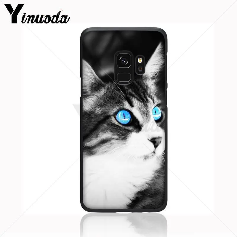 Black Cat Staring Eye