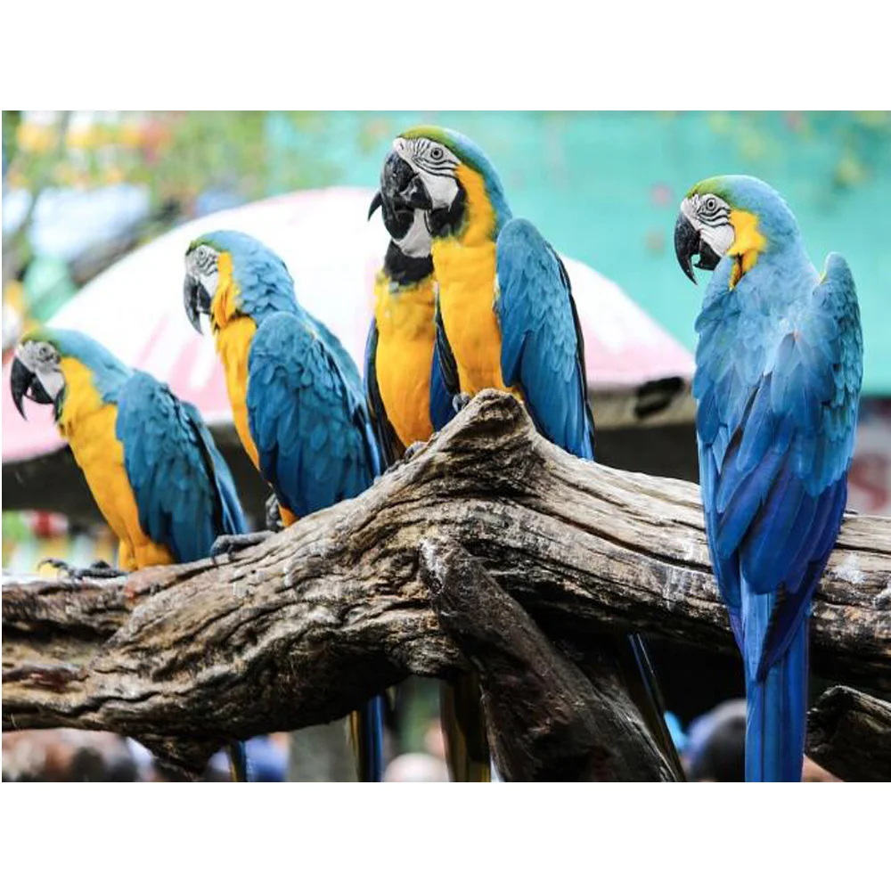 

YA ZOOEY NUO Full Squarer / Round Diamond Embroidery Animal parrot DIY Diamond Painting Cross Stitch Mosaic Painting decor YU801