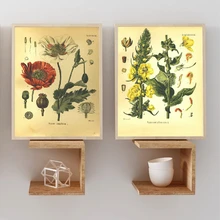 Póster de plantas de amapola y terciopelo con estampado de botánica Vintage cuadro sobre lienzo para pared 1887 plantas medicinales póster de enciclopedia decoración del hogar