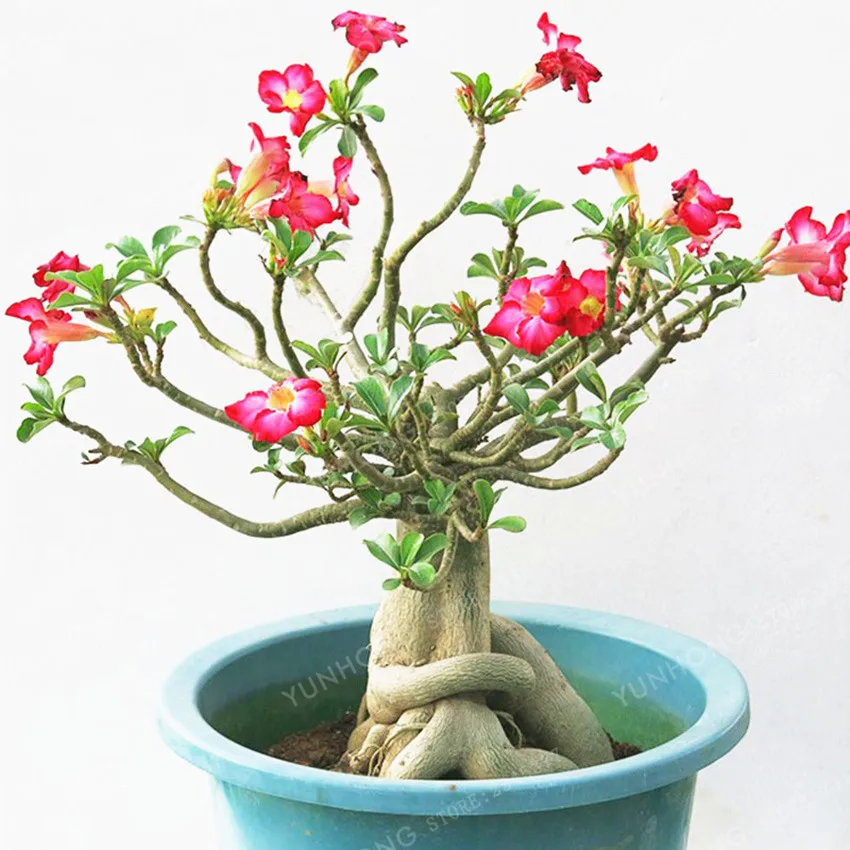 

Desert Rose Bonsai Potted Flowers Bonsai Adenium Obesum Color Optional 100% True Bonsai In Kind Shooting 1 Particles / lot