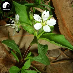 Купить Radix Pseudostellariae Semente 60 шт. растение Heterophylly Falsestarwort для Tai Zi Shen