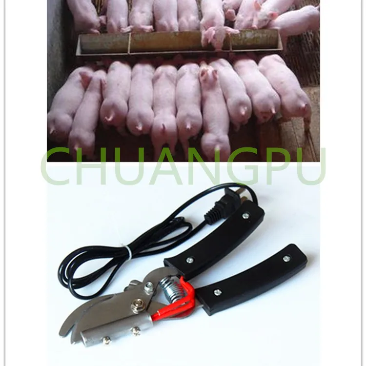 Buy Stainless Steel Pig Docking Forceps, Piglet Tail