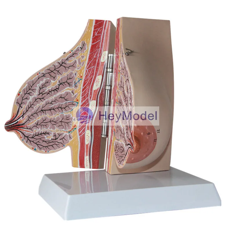 Модель женской груди HeyModel|breast|breast modelingbreasts female |