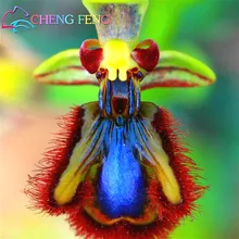 100pcs Orchid Seeds Beautiful Garden Bonsai Balcony Flower Rare Butterfly Orchids Seed Four Seasons Watch Home Plant Free Ship
