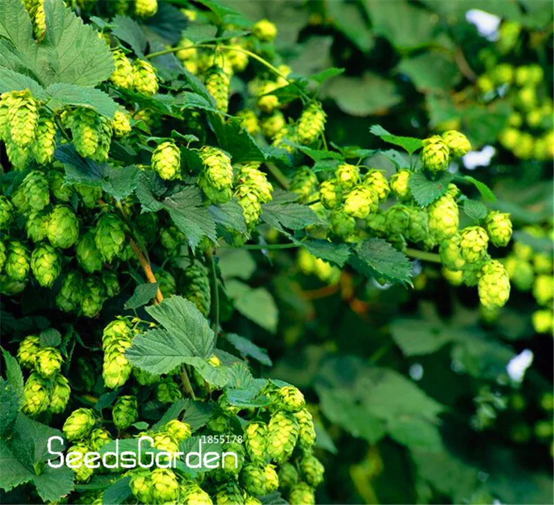 Bonsai Your Beer Plants Best Seeds Online Free Shipping Worldwide