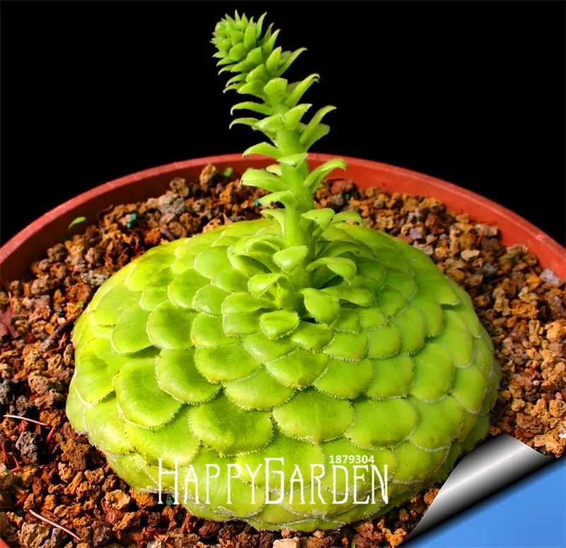 Hot Sale!Succulents seeds Echinopsis tubiflora, cactus seeds, rare flower cactus,about 10
