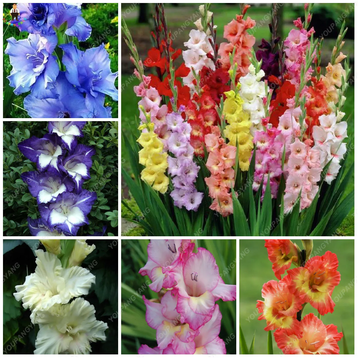 

50PCS Rare Striped Gladiolus Sword Lily Garden Plantas Flowers Orchid Gladiolus Bonsai plants Gandavensis High Survival Rate