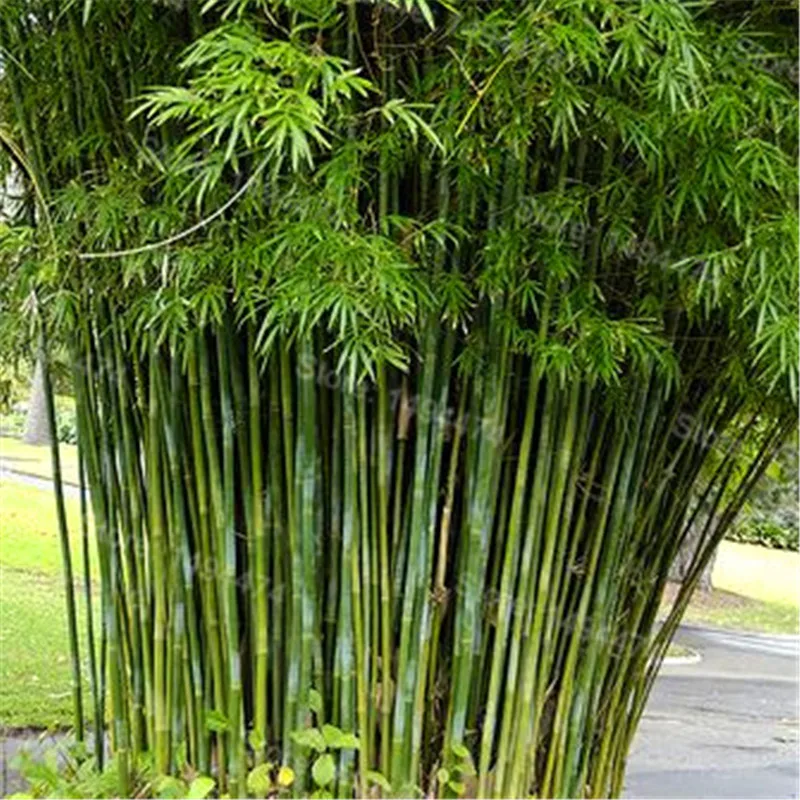 giant bamboo moso giant bamboo moso