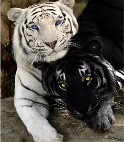 Diamond Lukisan Harimau Diy 3d Diamond Bordir Hitam Dan Putih