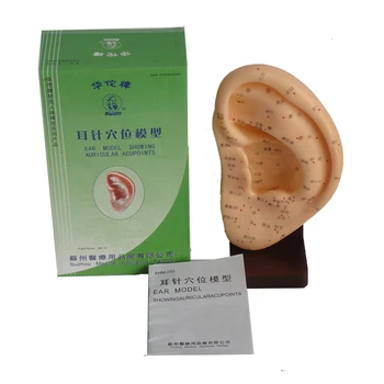 

22cm ear acupuncture model showing auricular acupoints with base ear model ear massage model