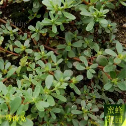 Purslane bonsais Кузнечик овощи bonsais 100 шт. (ma chi xian)