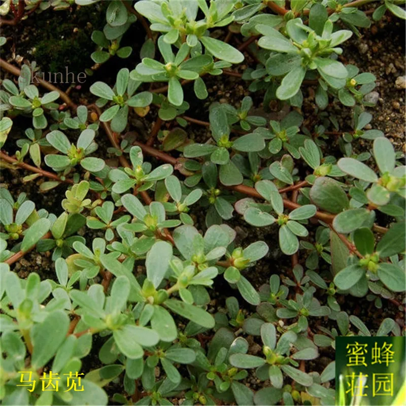 

Purslane bonsais bonsais Grasshopper Vegetables bonsais 100pcs(ma chi xian)