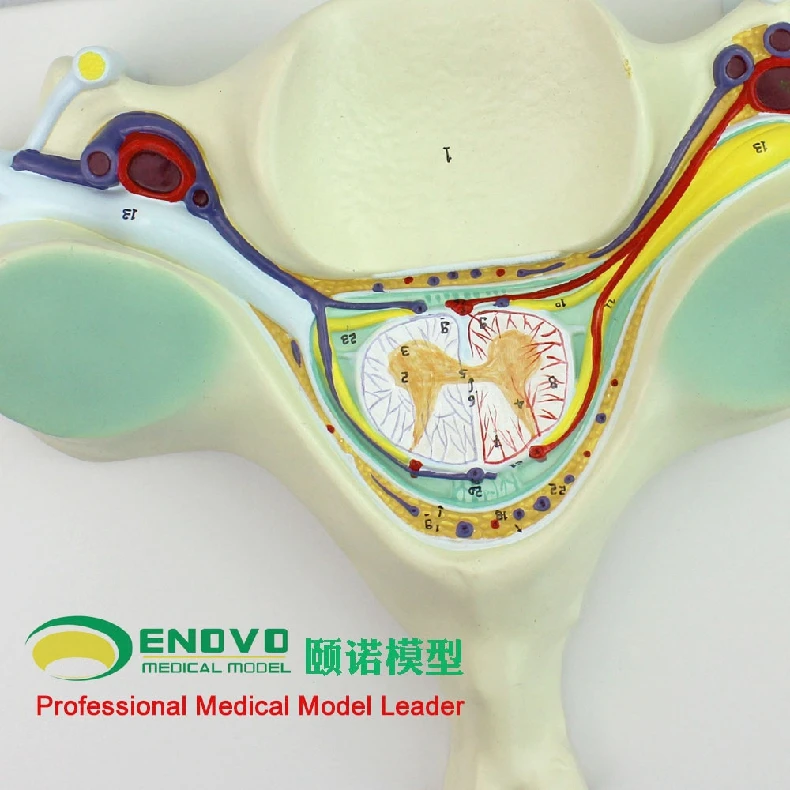 Пятая шейный модель позвонка шейный позвонок нерва модель усиления скелетная модель анатомическая модельный манекен